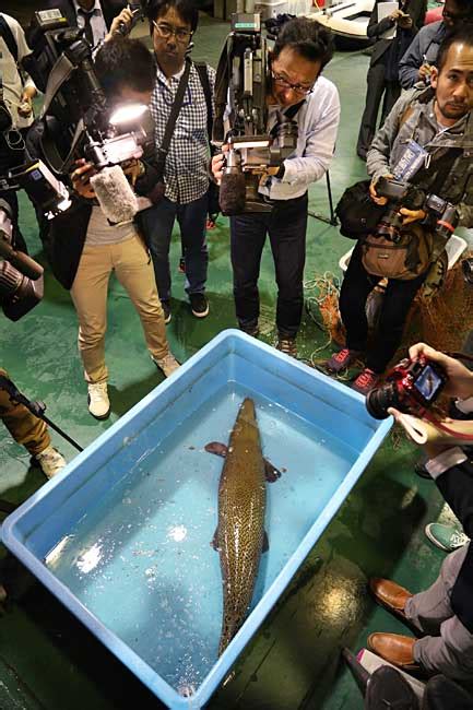 大型魚類|特集 巨大魚だらけの水族館：時事ドットコム